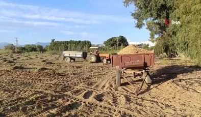 Manavgat’ta Yer Fıstığı Hasadı Başladı, Üretici Zor Günler Geçiriyor